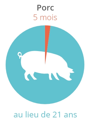 Schweine werden mit 5 Monaten geschlachtet - natürliche Lebenserwartung: 21 Jahre.